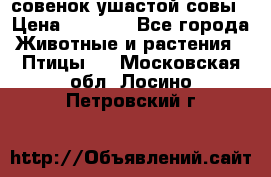 совенок ушастой совы › Цена ­ 5 000 - Все города Животные и растения » Птицы   . Московская обл.,Лосино-Петровский г.